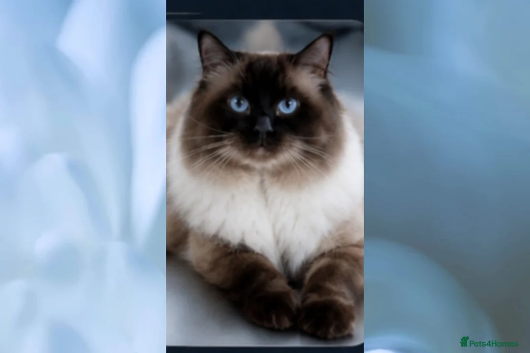 Ragdoll cats for stud: 🏆Champion🏆 Ragdoll for stud - Advert 2
