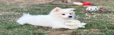 German Spitz 3