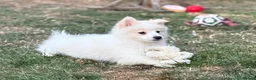 German Spitz dogs for sale: German Spitz Mittel Puppies  - Advert 3