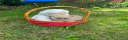 British Shorthair cats for sale: 2 beautiful British short hairs for sale  - Advert 4