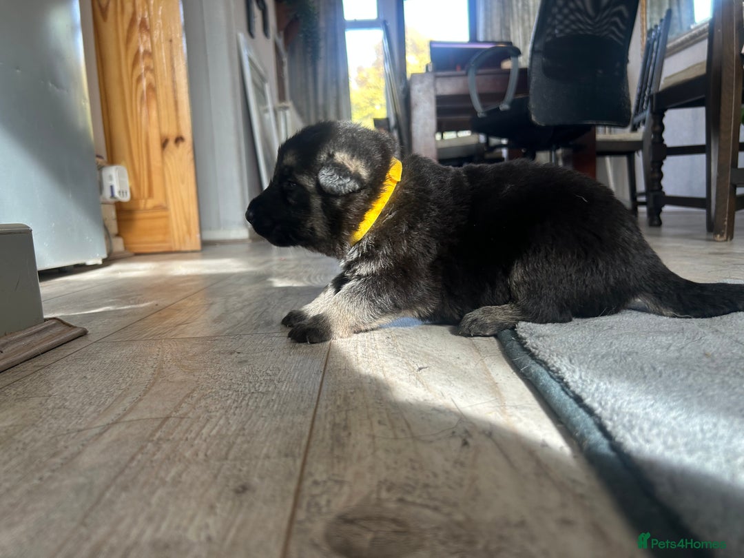 German Shepherd dogs for sale: ALFREDO  - Image 14