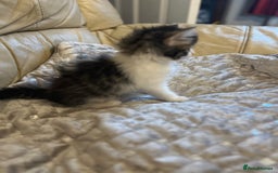 Mixed Breed cats for sale: Kittens  - Image 18