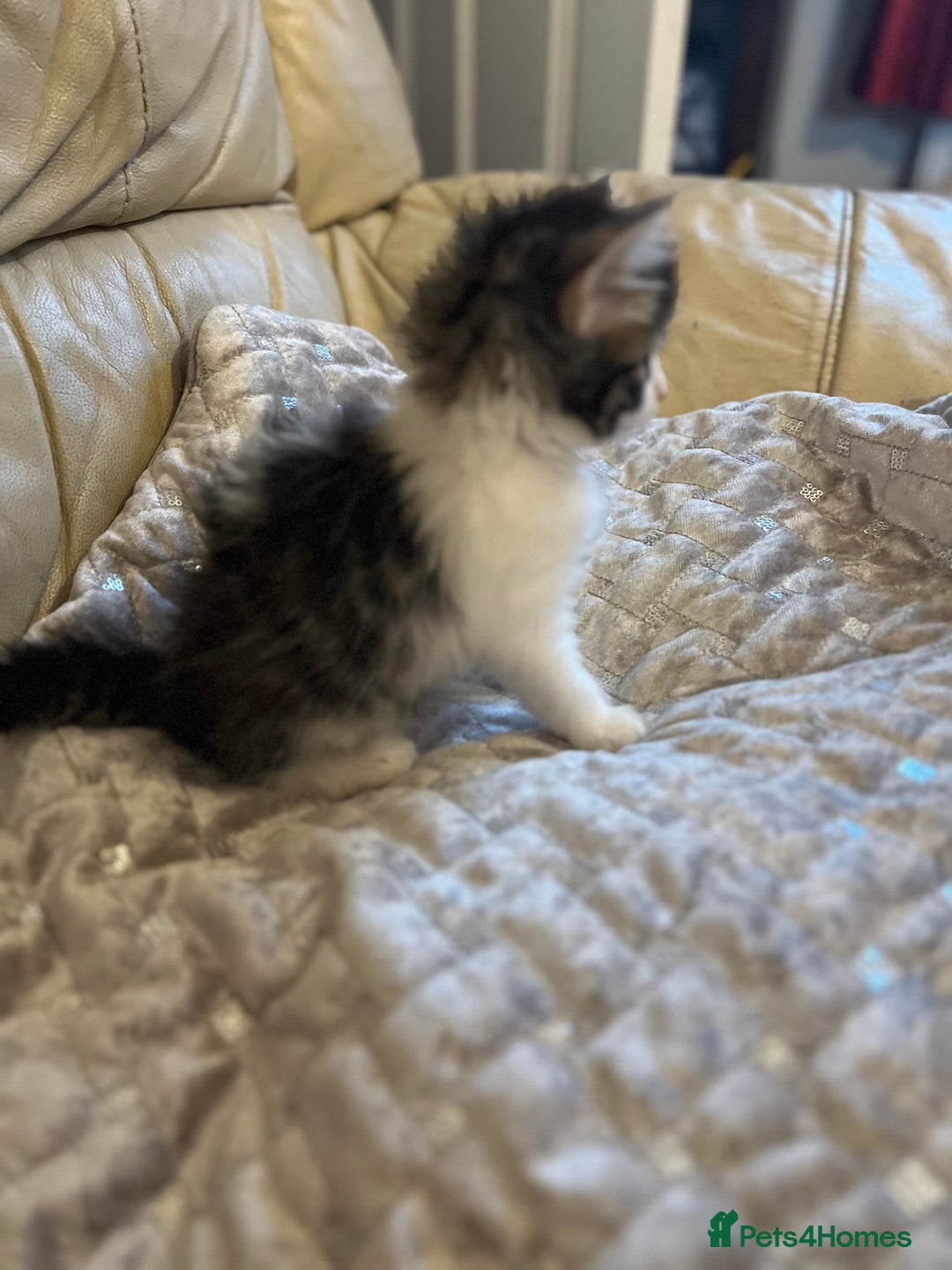 Mixed Breed cats for sale: Kittens  - Image 18