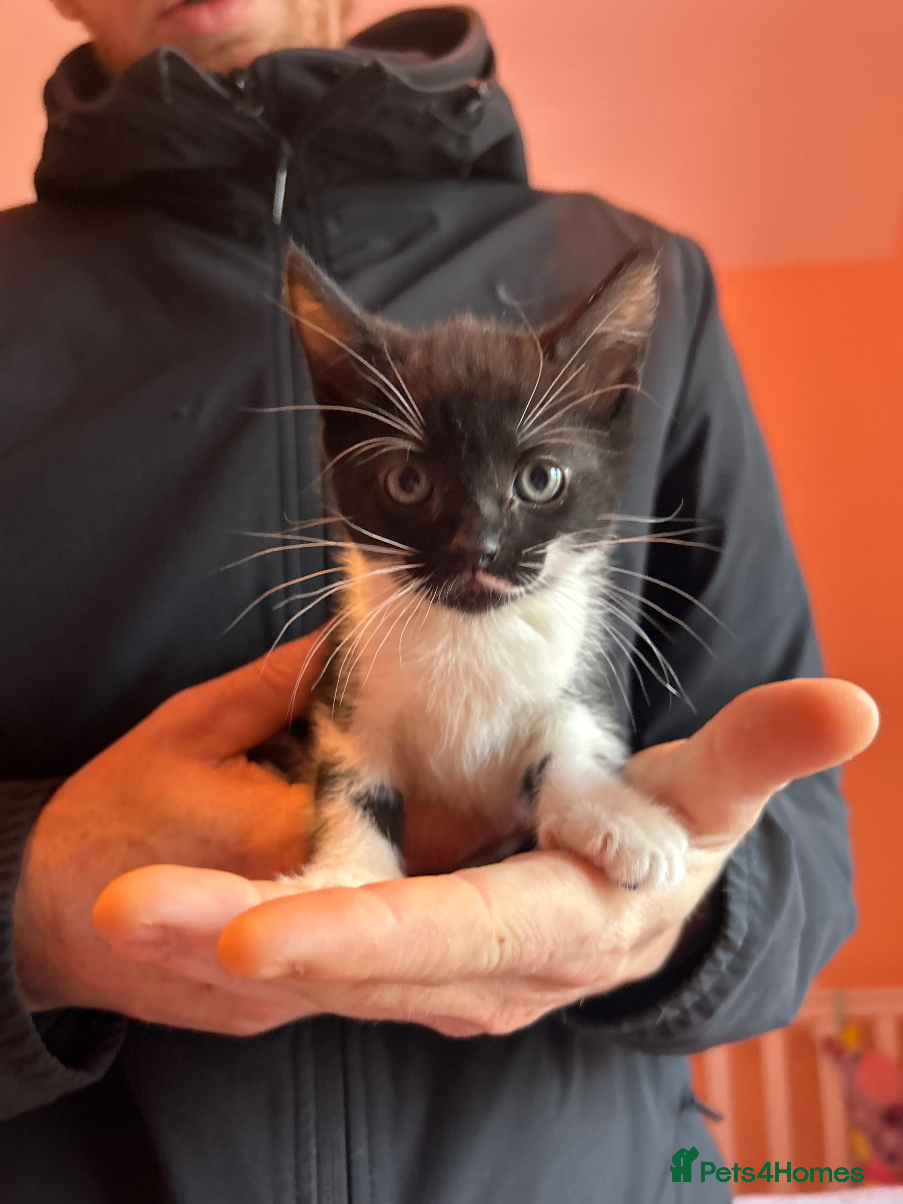 Mixed Breed cats for sale: 4 very socialised kittens ready now - Advert 1