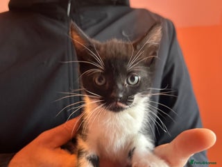 Mixed Breed cats for sale: 4 very socialised kittens ready now - Advert 1