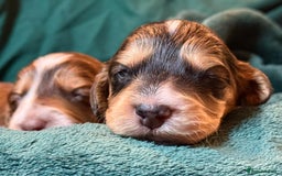 Cockapoo dogs for sale: Charming Mini Cockerpoo puppies  - Advert 5