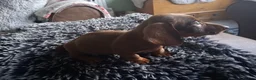 Dachshund dogs for sale: Miniature dachshund - Advert 4