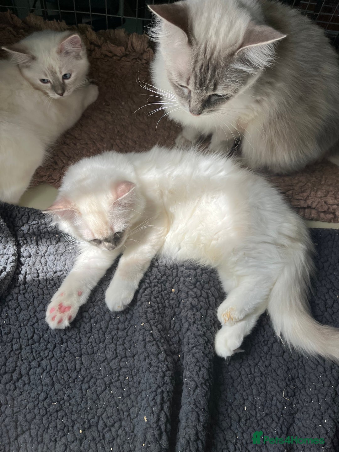 Ragdoll cats for sale: Ragdoll kittens - Image 5