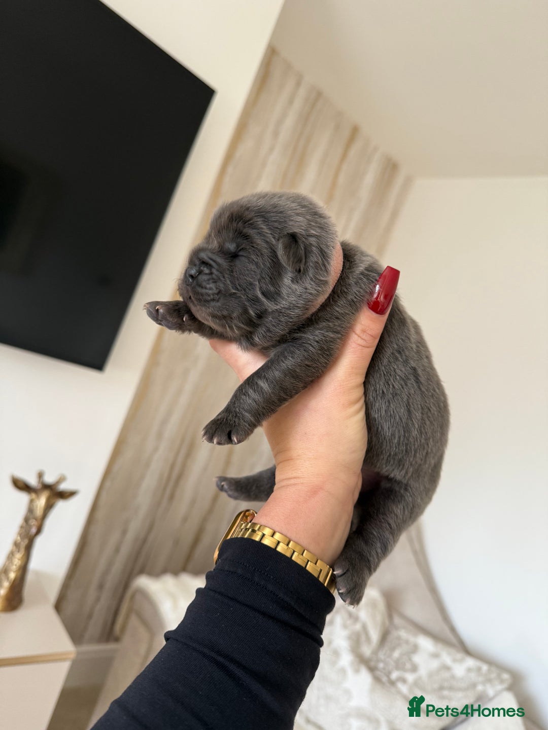 Chow Chow dogs for sale: KC reg chow chows ready to leave 24 dec! REDUCED - Advert 24