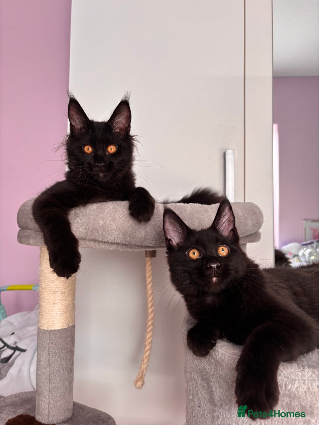 Maine Coon cats for sale: ✨7 Pure Bred Maine Coon Kittens✨ - Advert 17