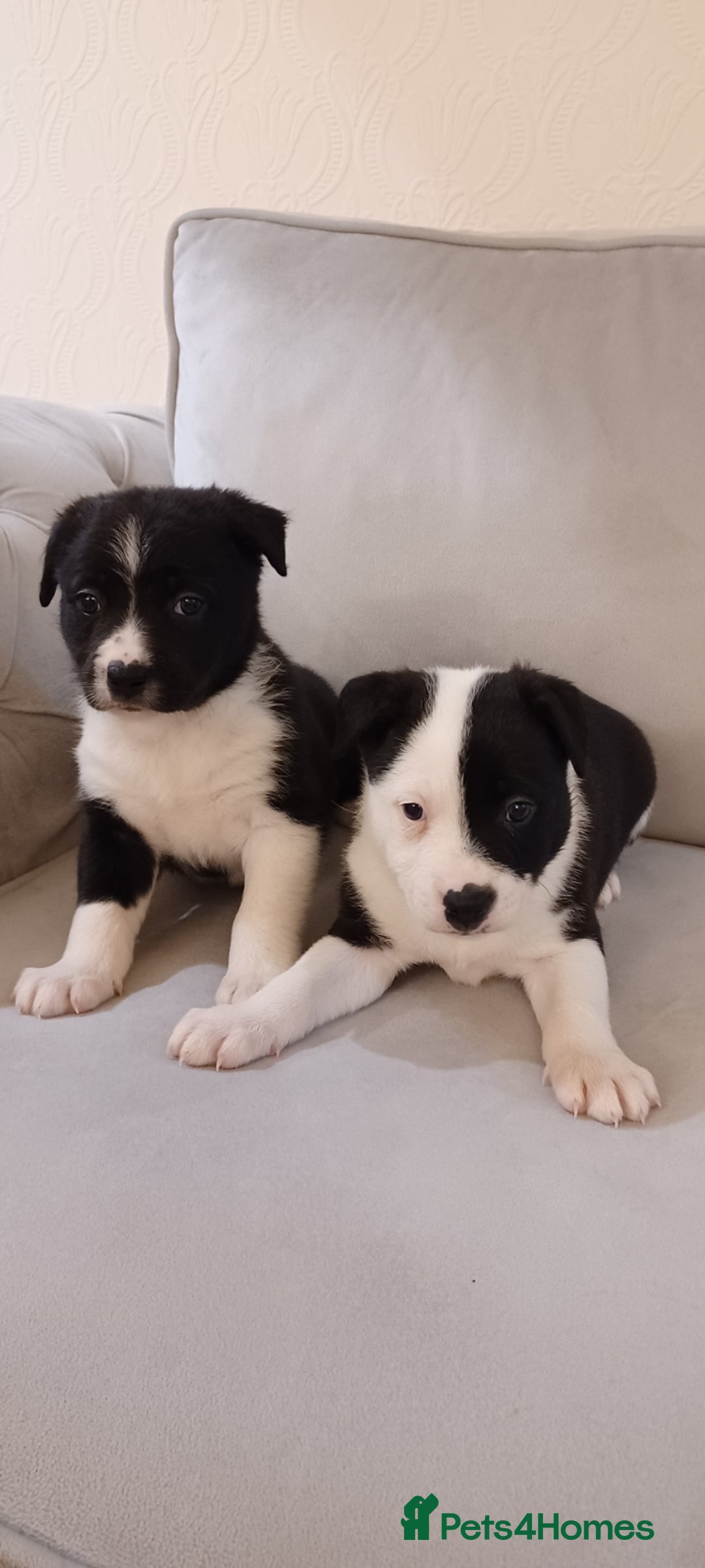 Border Collie dogs for sale: PBC Puppies - Border collie  - Advert 9