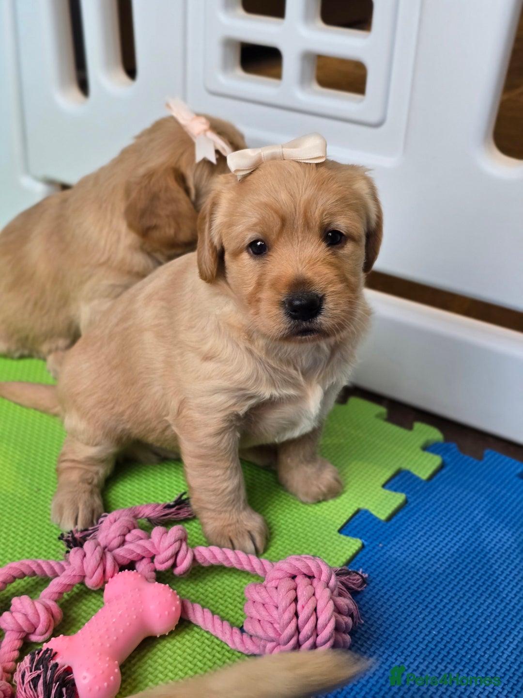 Labradoodle dogs for sale: F1 MINI LABRADOOLES - Image 12