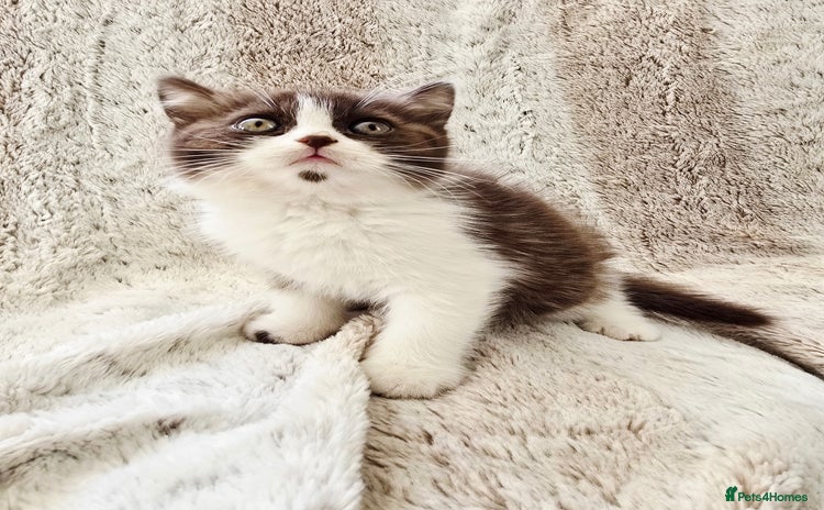 British Shorthair cats - Advert 2