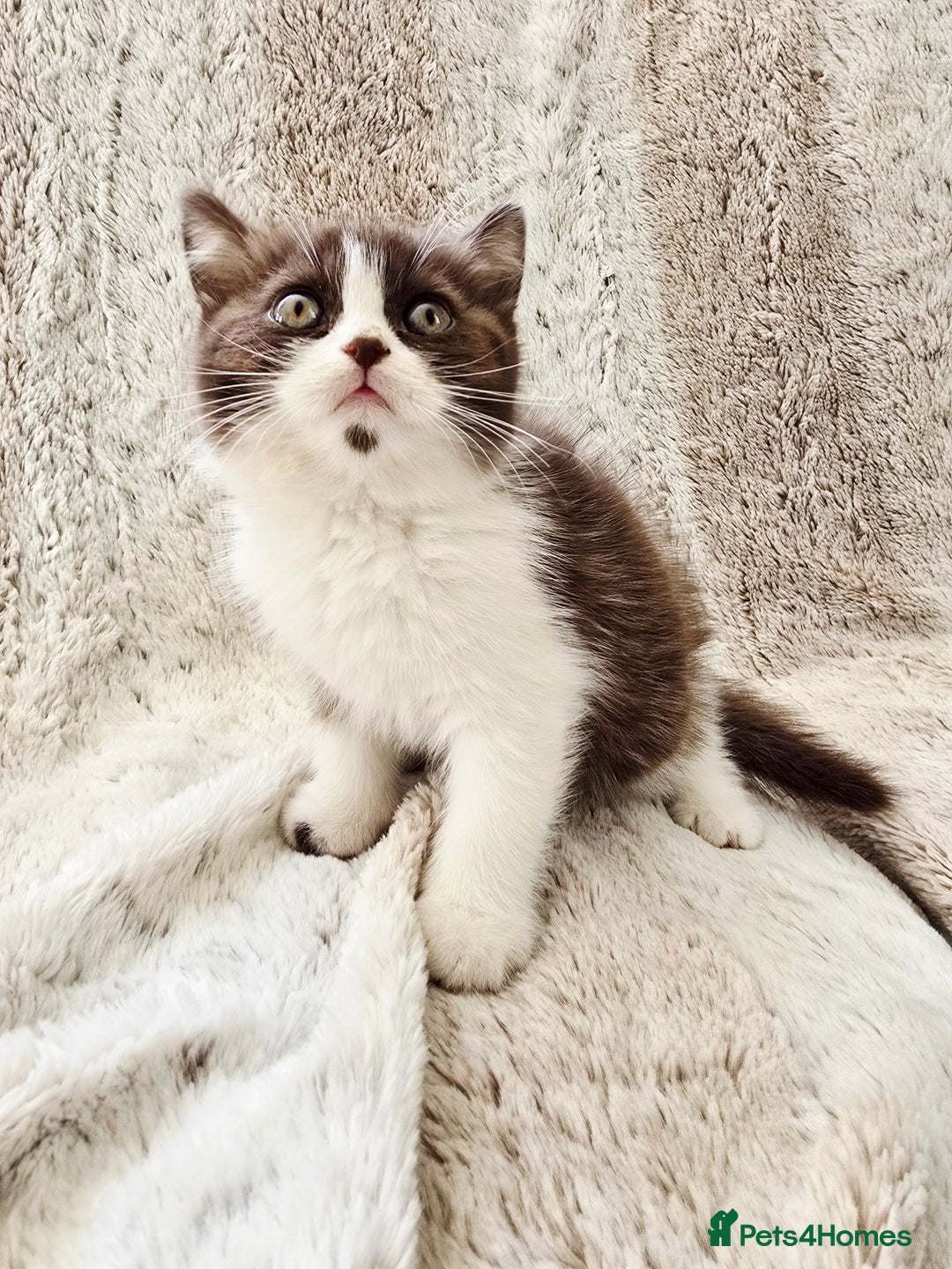 British Shorthair cats for sale: Chocolate Bi-colour GCCF registered boy - Image 1