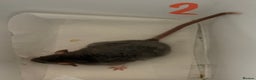 Rat rodents for sale: BABY RATS  . Beautiful tame babies  - Advert 23