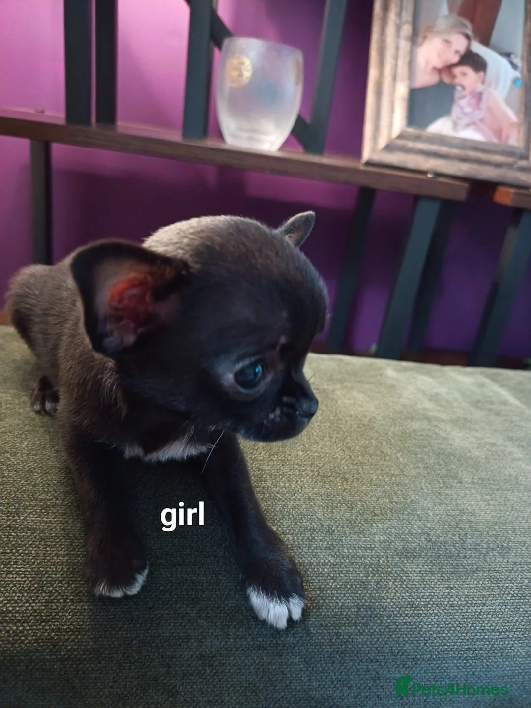 Chihuahua dogs for sale: Pedigree chihuahua puppies two girls one boy  in Cambridge - Advert 2