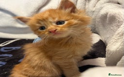 Maine Coon cats for sale: Stunning Half Maine coon kittens  - Image 20