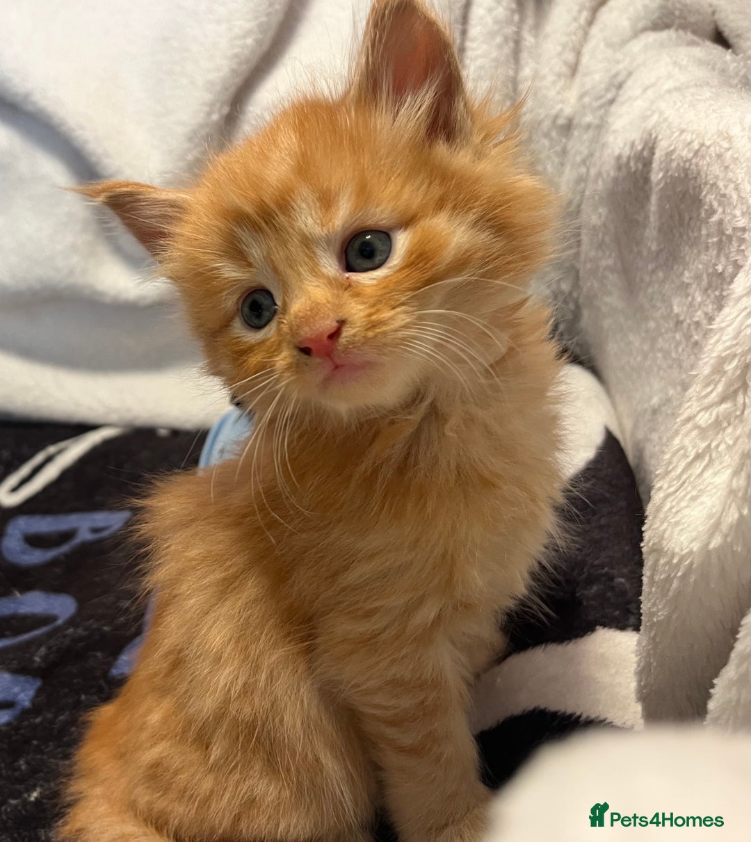 Maine Coon cats for sale: Stunning Half Maine coon kittens  - Image 20