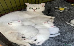 British Shorthair cats for sale: BSH BLACK TIPPED KITTENS GCCF REGISTERED  - Image 13