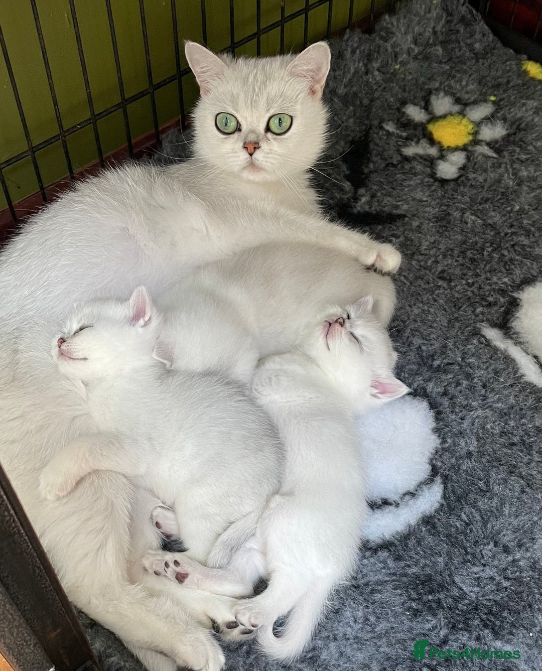 British Shorthair cats for sale: BSH BLACK TIPPED KITTENS GCCF REGISTERED  - Image 13