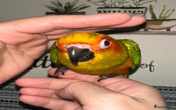 Conures birds for sale: Beautiful Hand-reared tame Sun Conure  - Advert 2