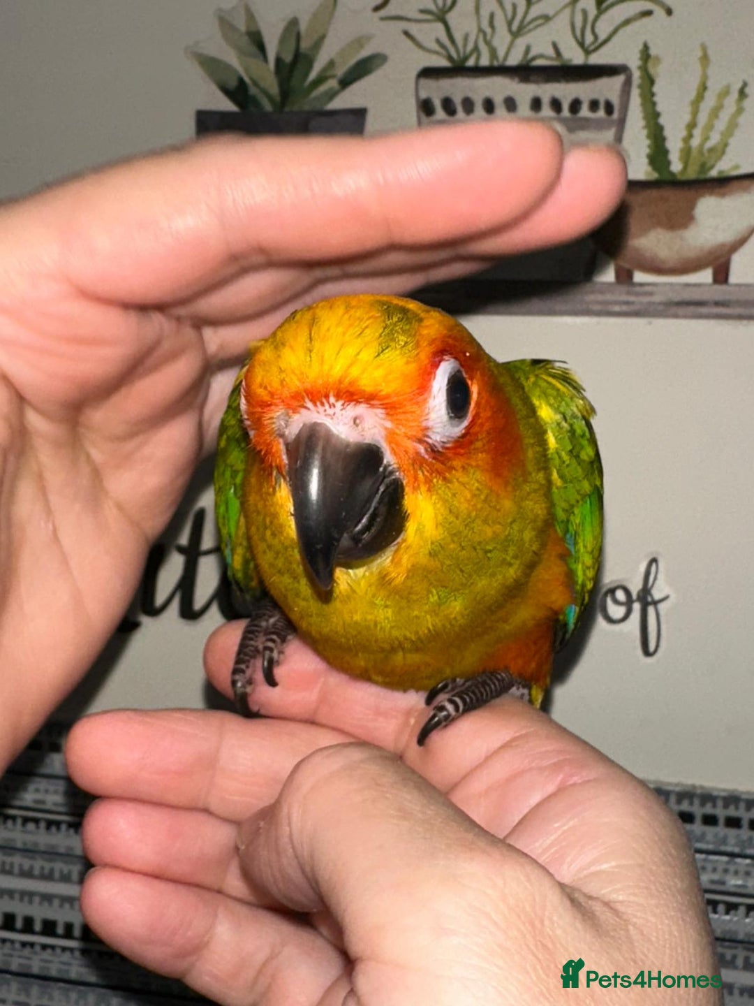 Conures birds for sale: Beautiful Hand-reared tame Sun Conure  - Advert 2