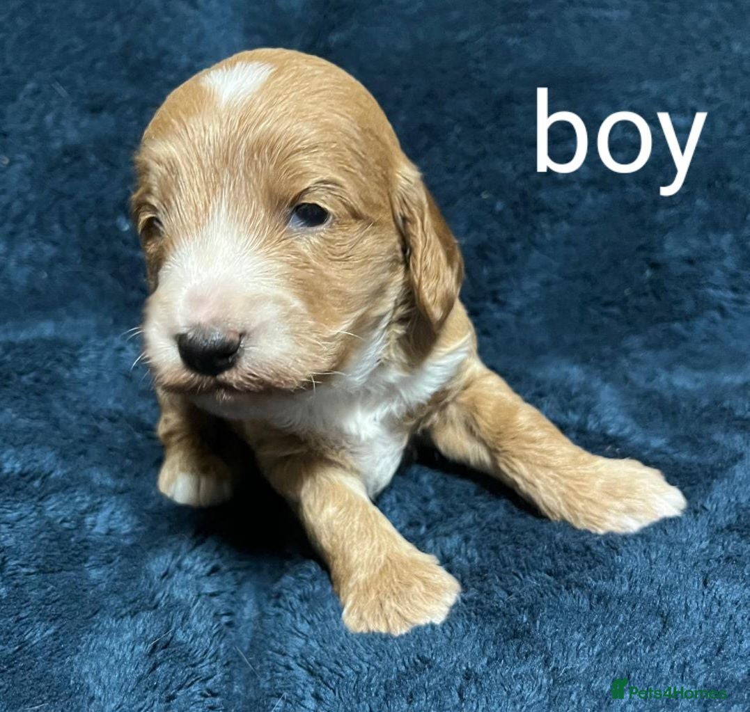 Cockapoo dogs DNA clear fox red F1b Cockapoos - Advert 2