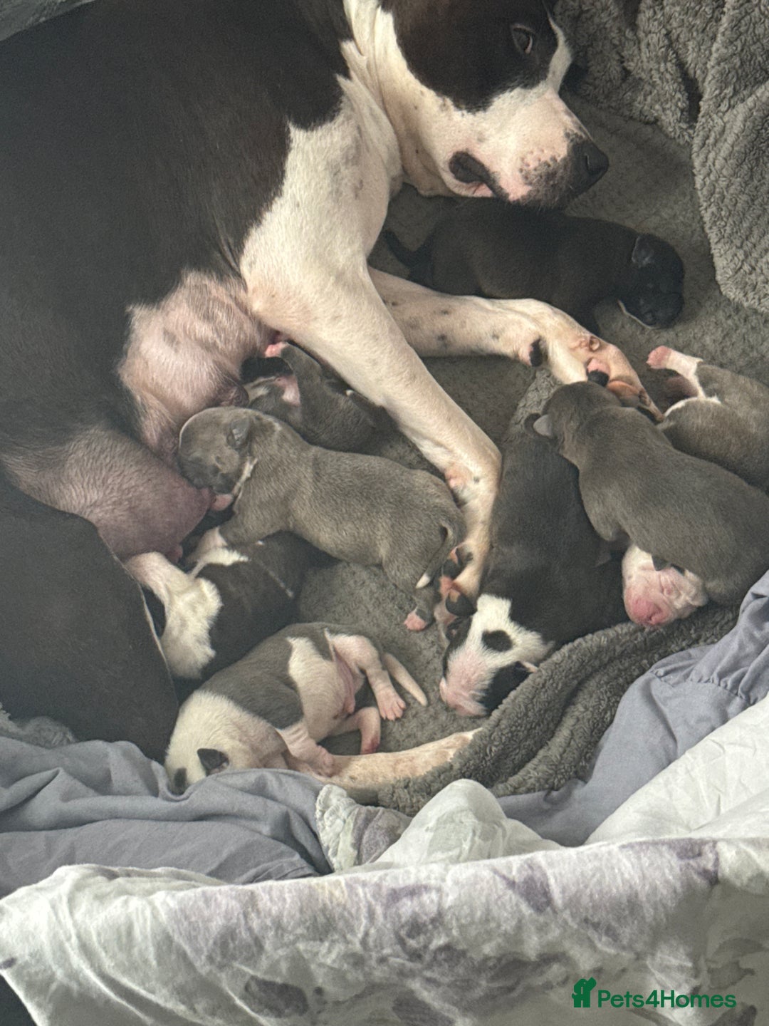 Staffordshire Bull Terrier dogs for sale: Beautiful Staffordshire bull terrier puppies  - Image 15