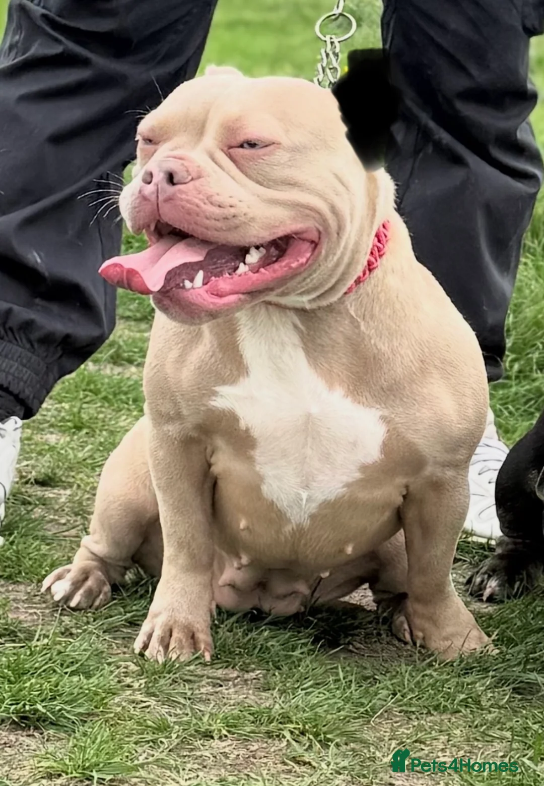 American Bully dogs for sale: Nano and micro bully’s  - Advert 9