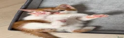 Domestic Shorthair cats for sale:  Gorgeous Ginger & White Male Kitten  - Advert 7