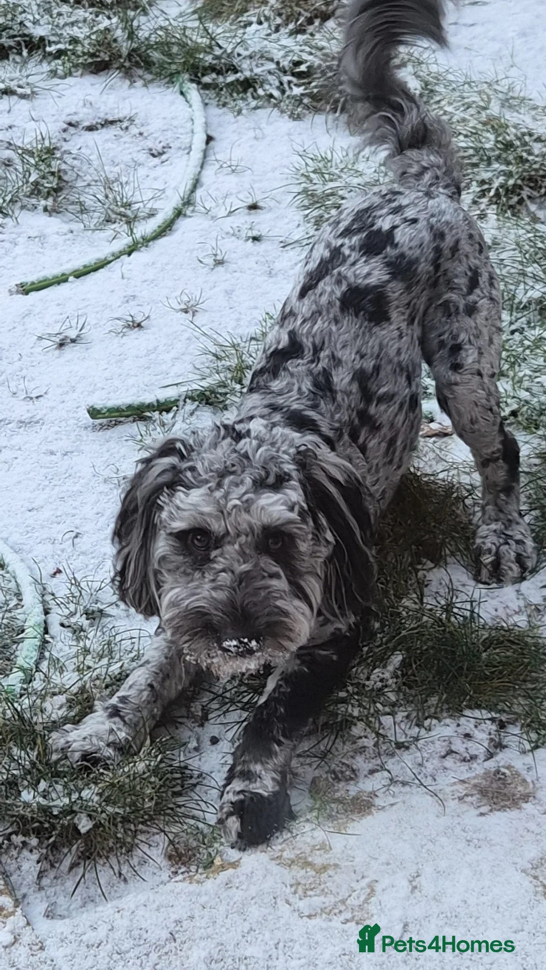 Cockapoo dogs for stud: Merle cockapoo stud - Advert 1