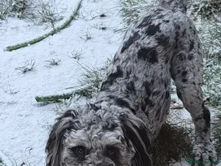 Cockapoo dogs Merle cockapoo stud - Advert 1