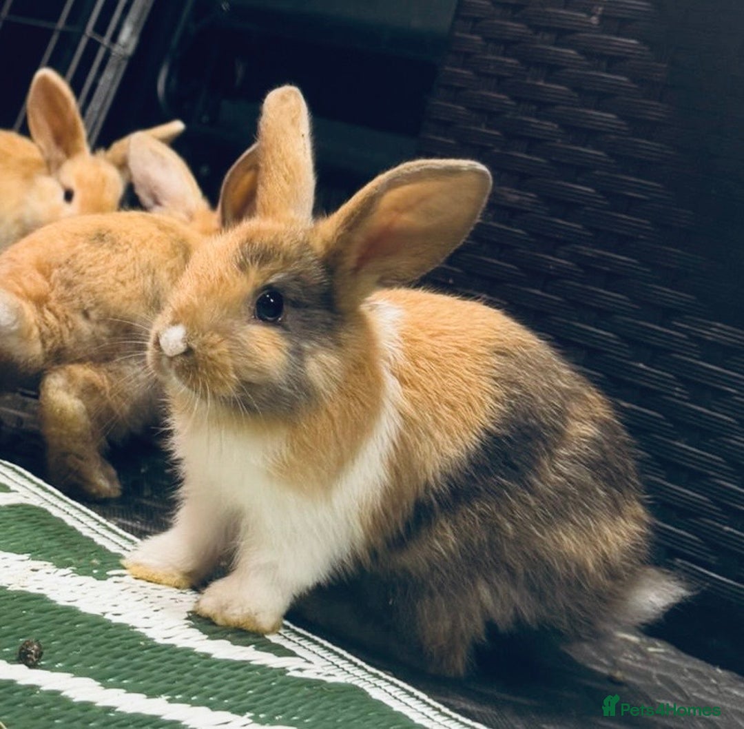 Mini Lop rabbits for sale: Mini Lops & H/LopxLion nearly7w Read description) - Image 30