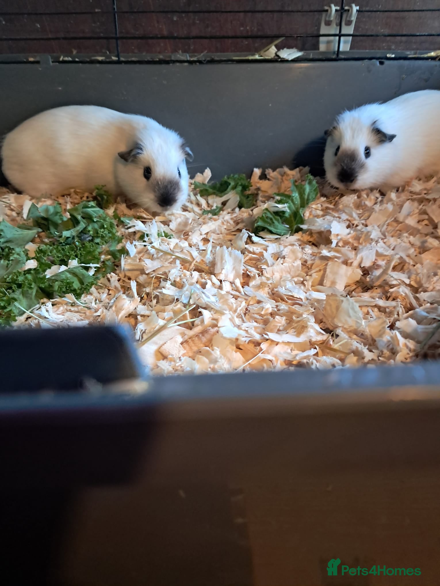 Guinea Pig rodents BEAUTIFUL PURE BABY BOY CALIFORNIANS AND TEDDIES. - Advert 10