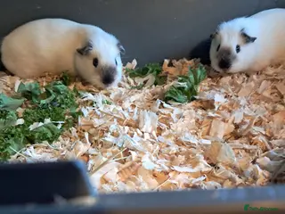 Guinea Pig rodents BEAUTIFUL PURE BABY BOY CALIFORNIANS AND TEDDIES. - Advert 10