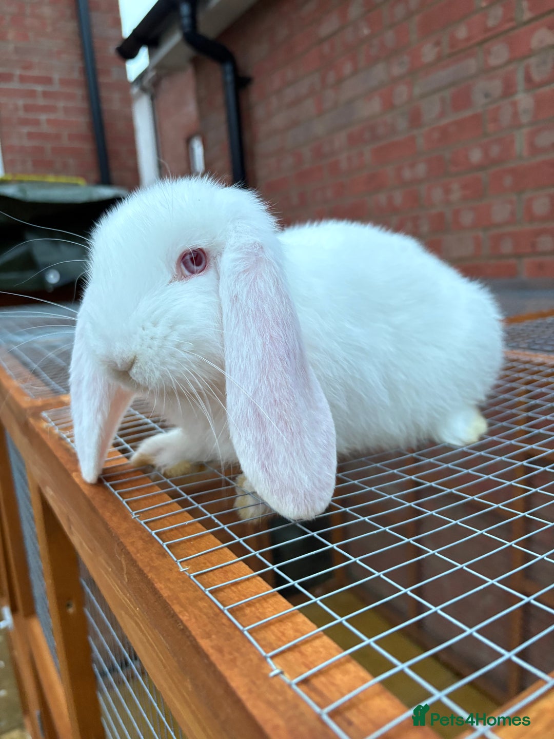 French Lop rabbits for sale: REW French Lop - Advert 5