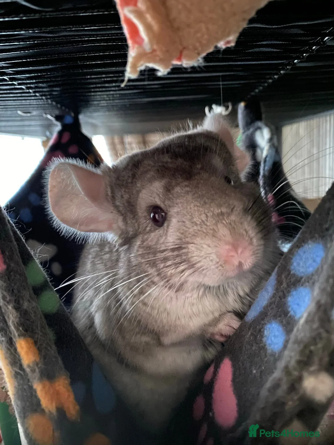 Chinchilla rodents for sale: Male and female chinchillas (Kiki&Gizmo) for sale - Advert 5