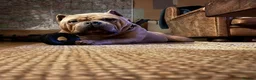 American Bully dogs for sale: Pocket Bully  - Advert 1