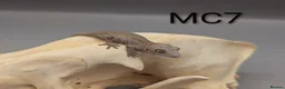Gecko reptiles for sale: Orange Stripe Gargoyle Gecko - Advert 2