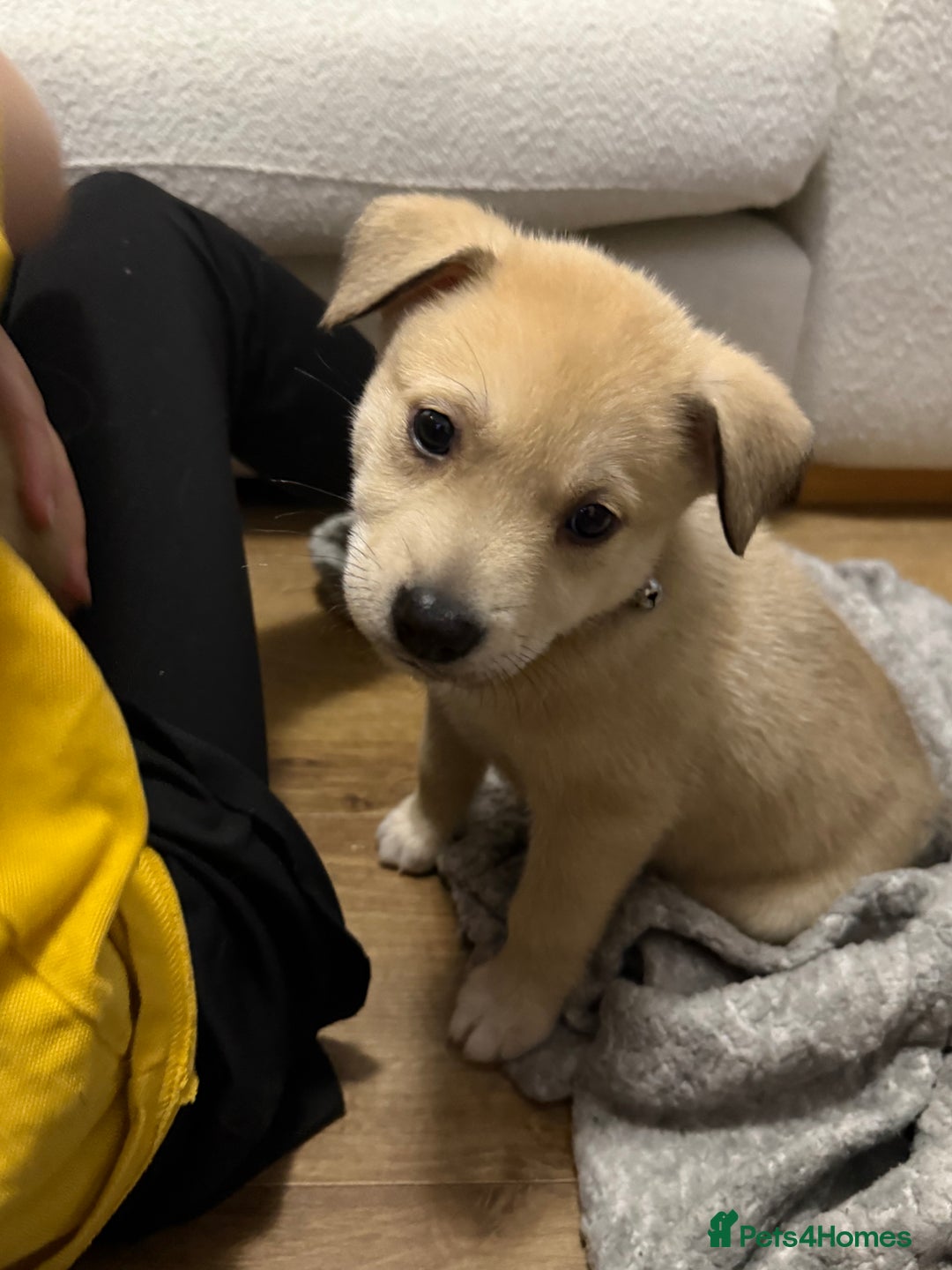 Mixed Breed dogs for sale: Malamute x puppies - Advert 7