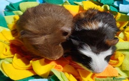 Guinea Pig rodents for sale: Beautiful Boar Pair (price for the pair) - Image 2
