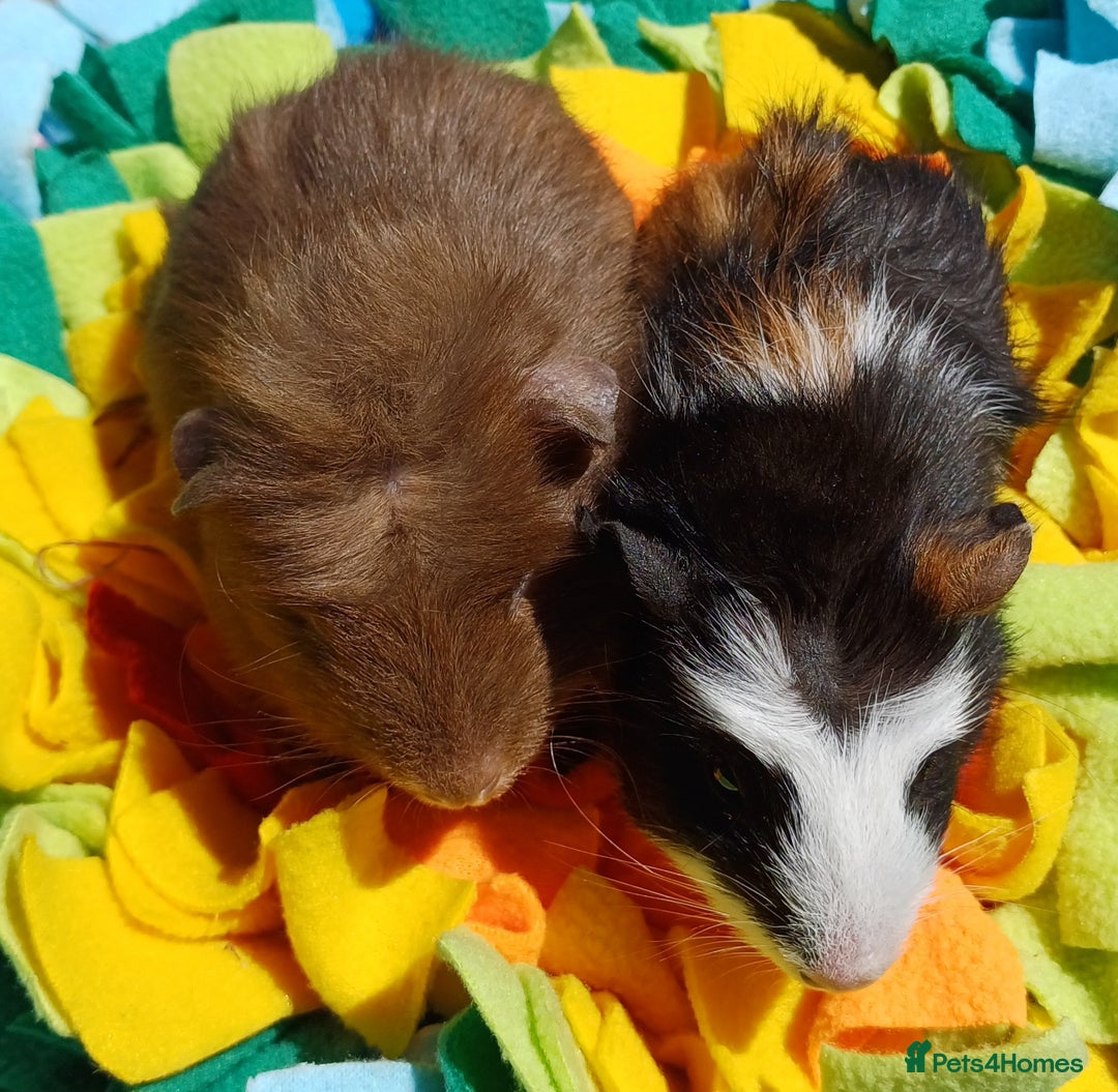 Guinea Pig rodents for sale: Beautiful Boar Pair (price for the pair) - Image 2