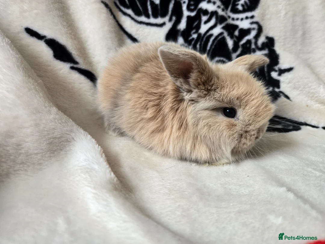 Mini Lop rabbits for sale: Stunning mini lops available  - Advert 16