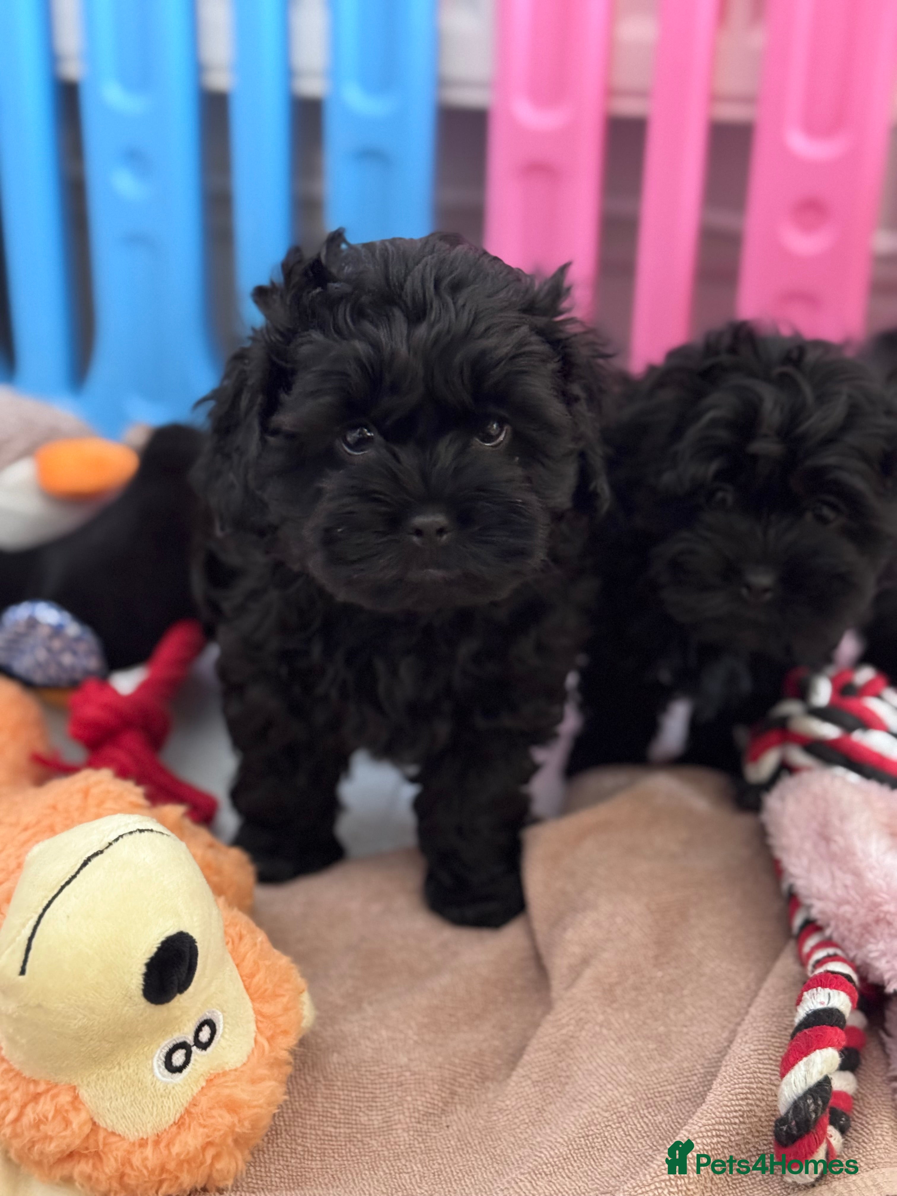 Shihpoo dogs Shihpoo, DNA health tested Dad  - Advert 18