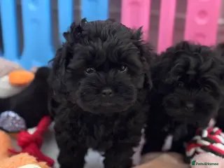 Shihpoo dogs Shihpoo, DNA health tested Dad - Advert 18