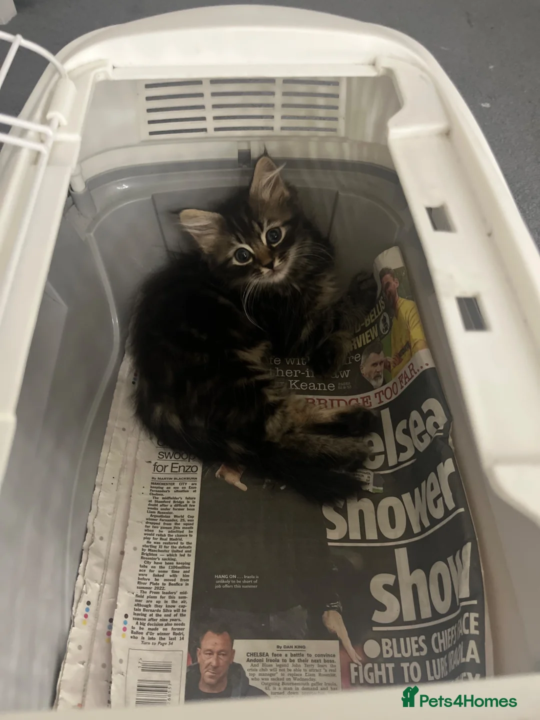 British Longhair cats for sale: 2 British longhair kittens for sale  - Advert 1