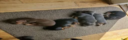 Dachshund dogs for sale: Dachshund puppies for sale huddersfield  in Huddersfield - Advert 7