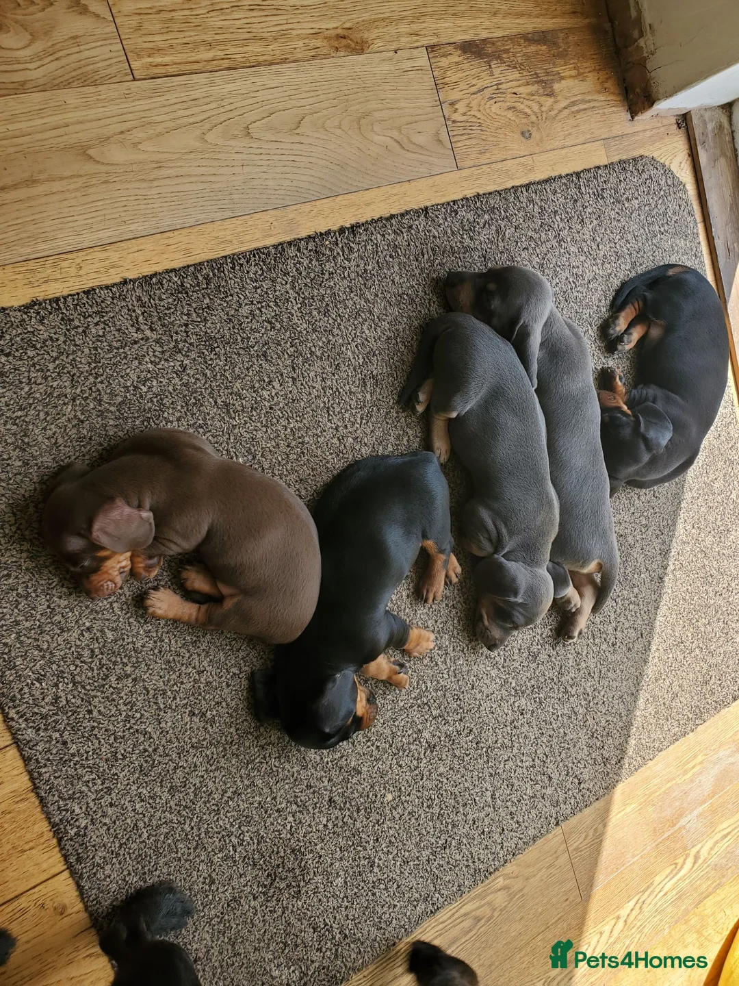 Dachshund dogs for sale: Dachshund puppies for sale huddersfield  in Huddersfield - Advert 7