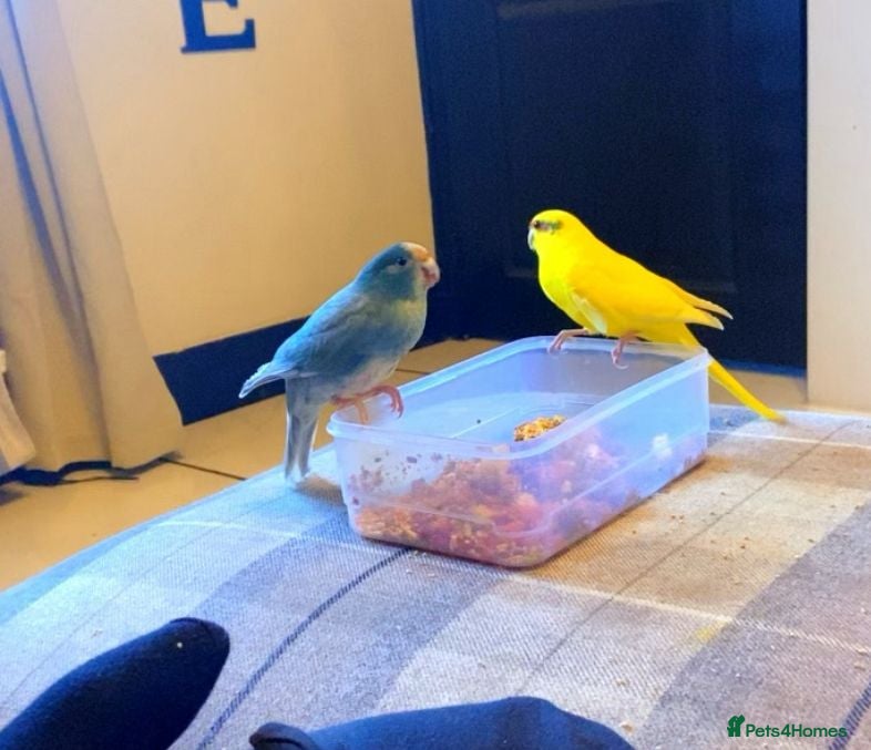 Parakeets birds Pair of young kakarikis  - Advert 3