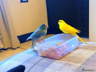 Parakeets birds Pair of young kakarikis - Advert 1